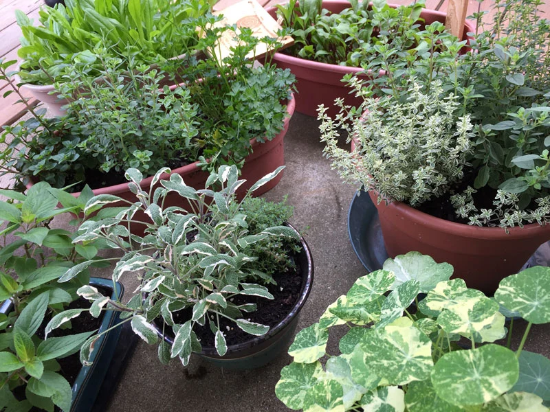 Bev Shaffer Herb Garden