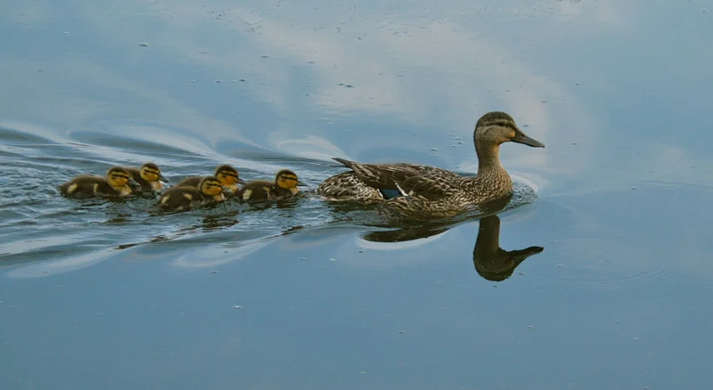 Bev Shaffer - So She Reminisced - Ducks in Pond